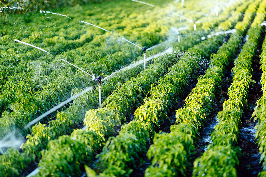 irrigation-in-plantation-redding-ca